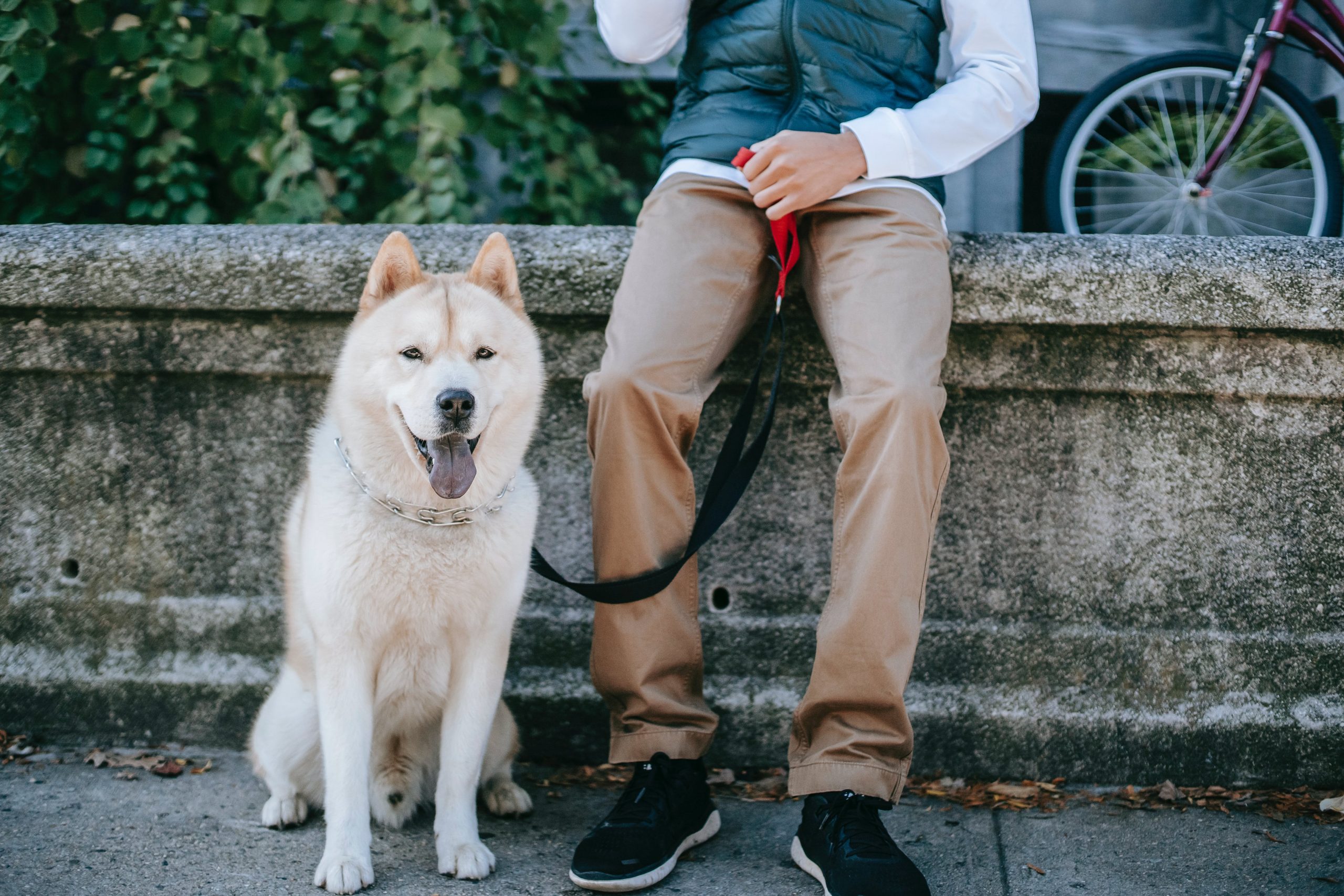 Touring with an Akita: Ideas for Success