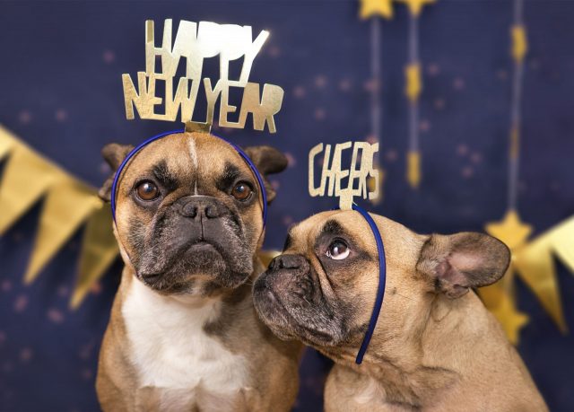 new year's resolution dog