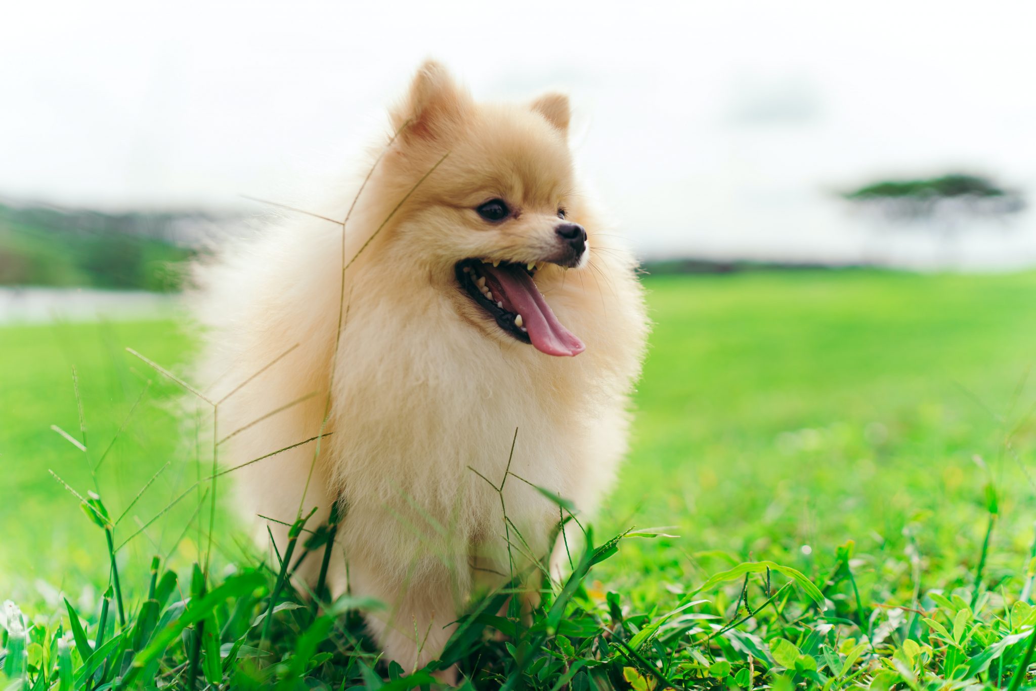 Traveling with a Pomeranian: Tips for Success