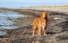 7 Best Dog Breeds for Beach Lovers - iHeartDogs.com - Hypoallergenic Dog Breeds For Beach Lovers