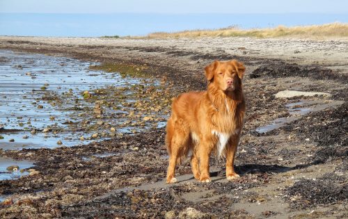 Image showcasing 7 Best Dog Breeds for Beach Lovers - iHeartDogs.com