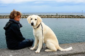 7 Best Dog Breeds for Beach Lovers - iHeartDogs.com - Hypoallergenic Dog Breeds For Beach Lovers