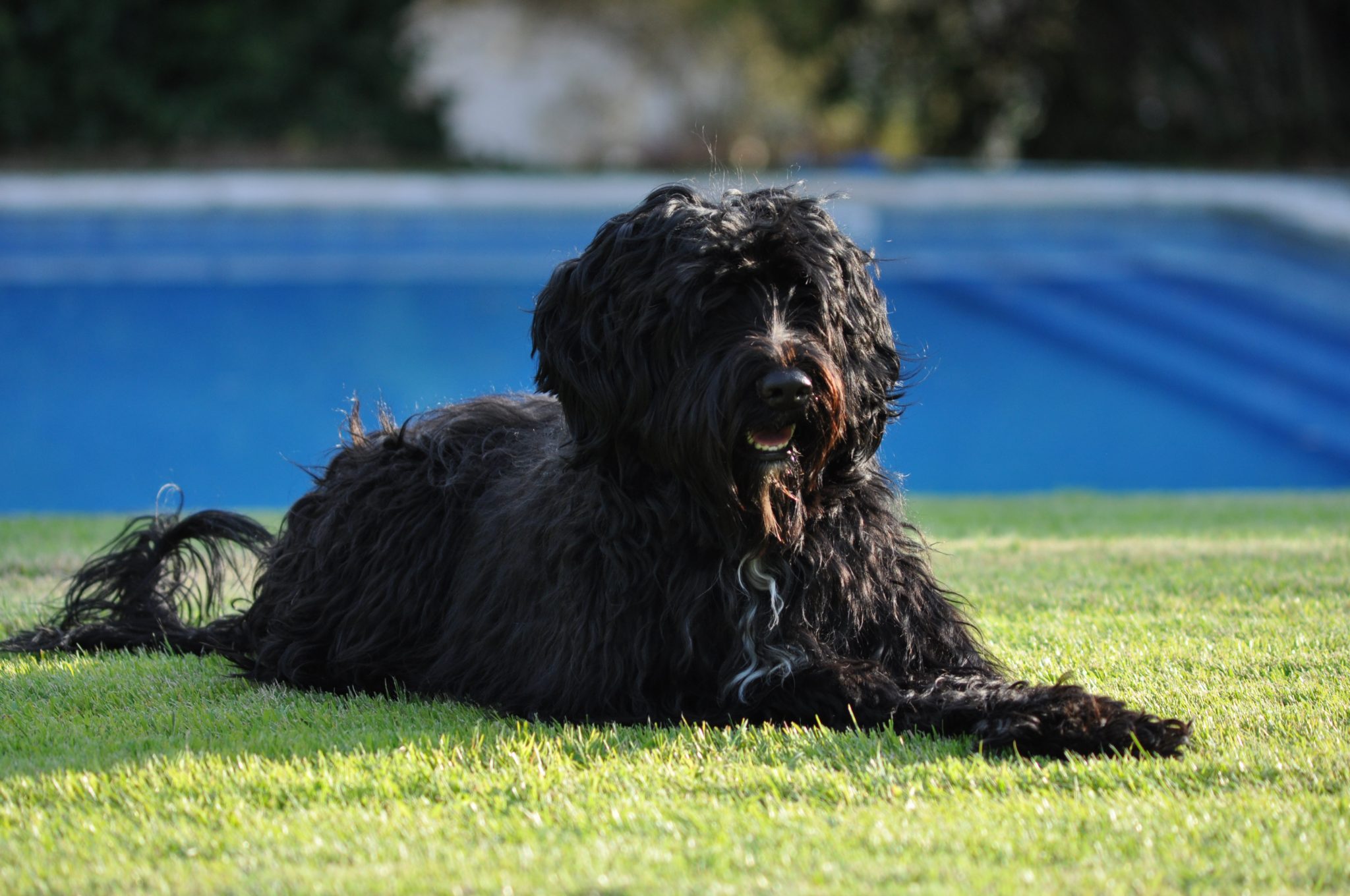 Image showcasing 7 Best Dog Breeds for Beach Lovers - iHeartDogs.com