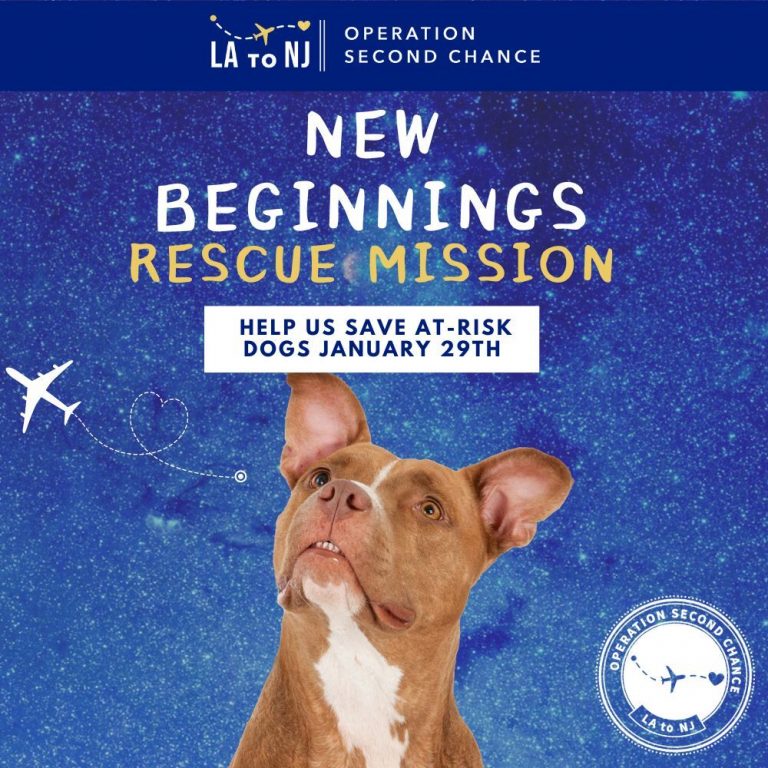 New Beginnings Rescue Mission Flight – Donate To Help Shelter Dogs Fly ...