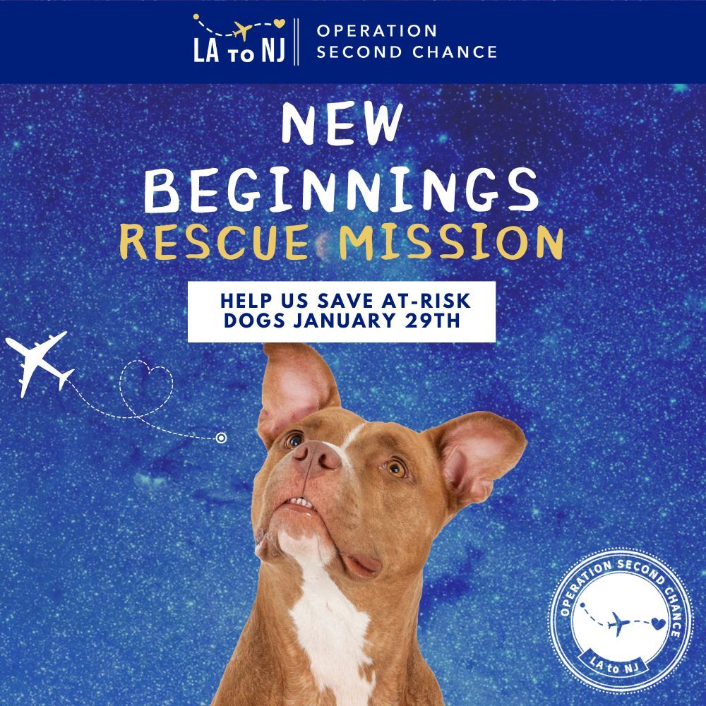 New Beginnings Rescue Mission Flight – Donate To Help Shelter Dogs Fly To Safety