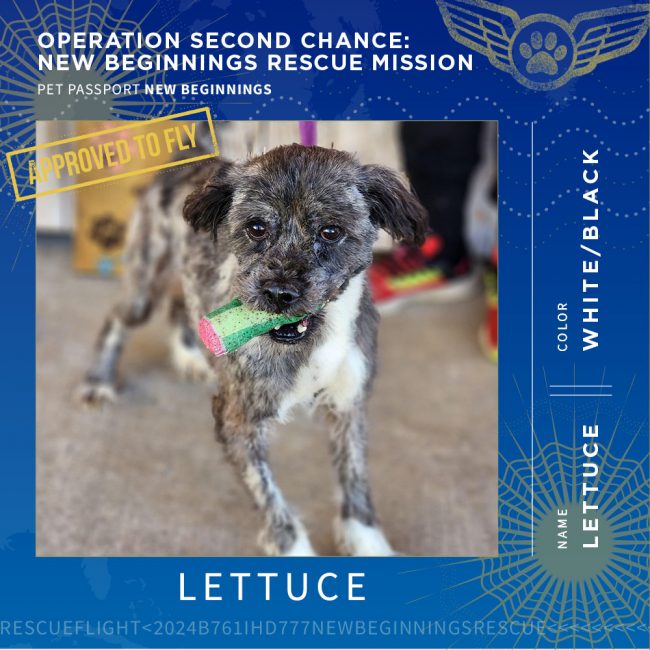 New Beginnings Rescue Mission 2024   24 0122 PetPassports DogsPetPassport Lettuce 650x650 