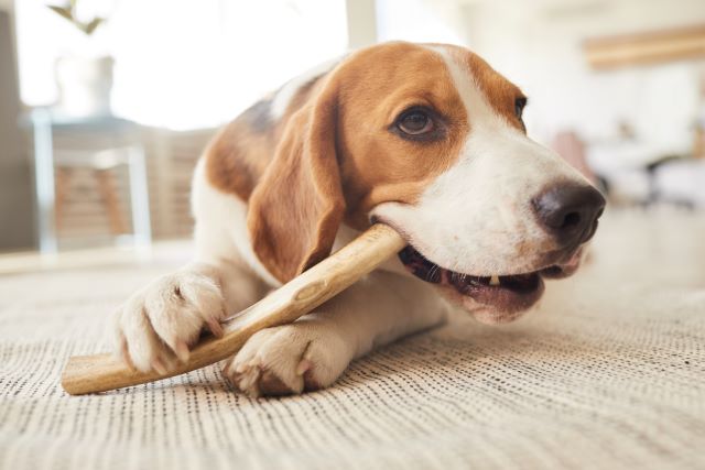 Beagle chewing on stick