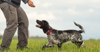 Behaviors your dog should know