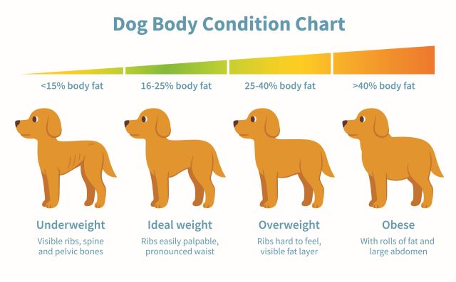 Body Condition Chart for dogs