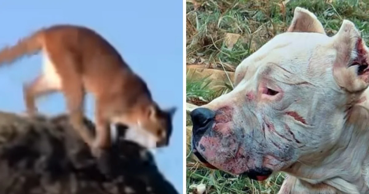 Dog Sees Puma Chasing A Little Girl, So He Charges At The Puma