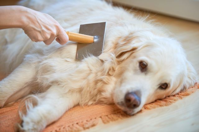 Deshedding brush on dog