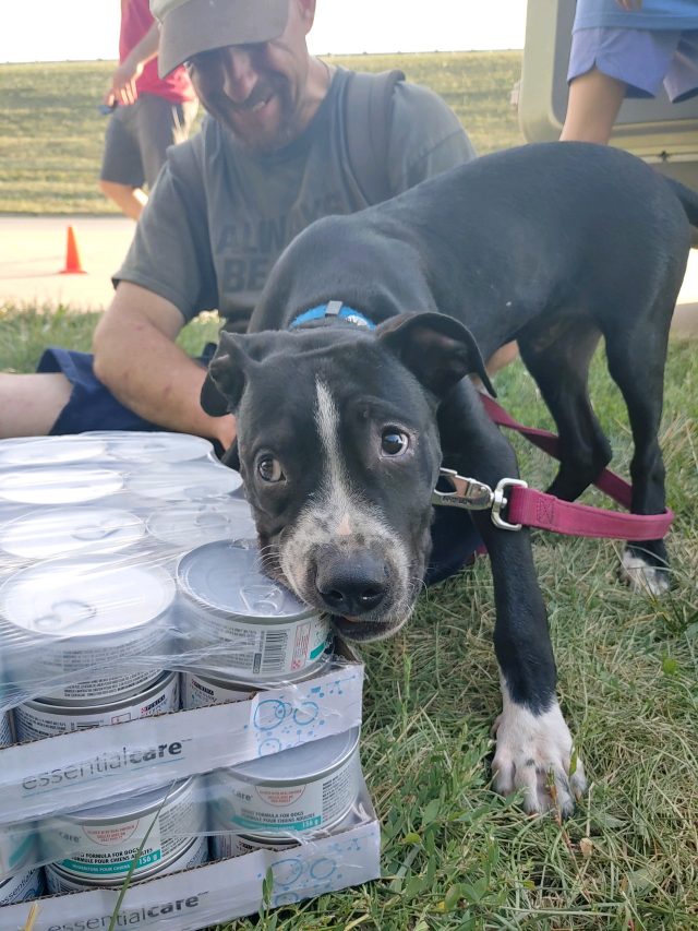 Puppy excited to eat food donations