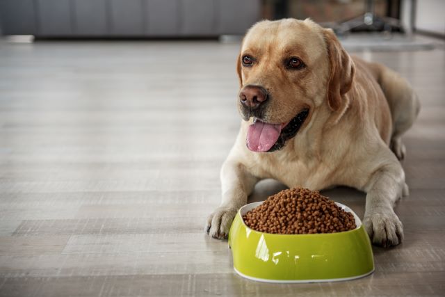 Dog food weight gain