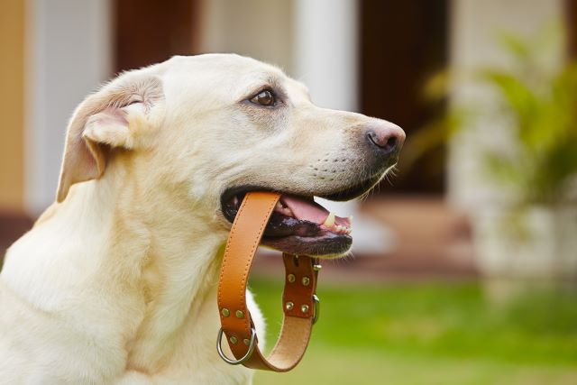 Dog holding collar in mouth