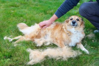 PetWireDaily — Is Your Dog Shedding Like CRAZY? This Can Help!