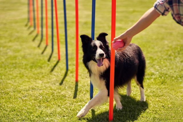 Dog weaving through poles