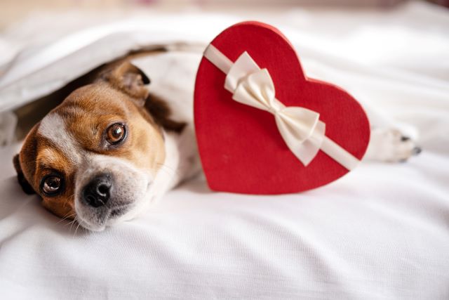 Dog with Valentine's Day gift