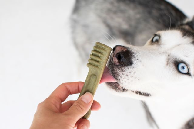 Husky Sniffing Dental Chew