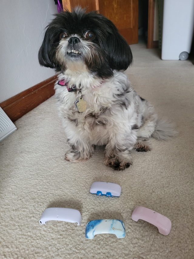 Mabel with Tractive GPS cases