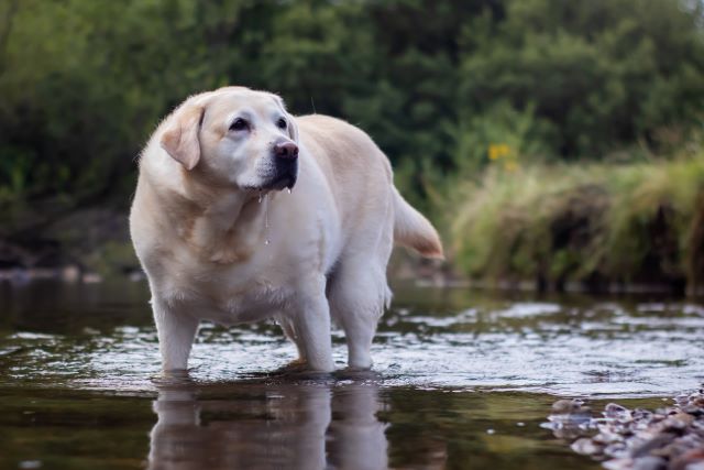 Overweight Labrador outside
