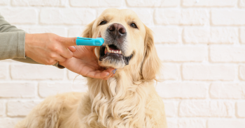 Pet Dental Care Month