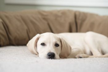 10 Best Memory Foam Dog Beds - iHeartDogs.com - Memory Foam Dog Beds For Portability