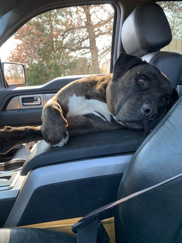 Rescue dog in the car