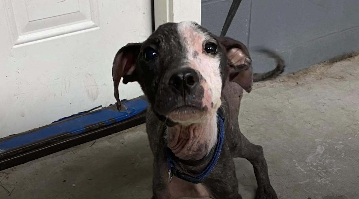 Maverick receives veterinarian care