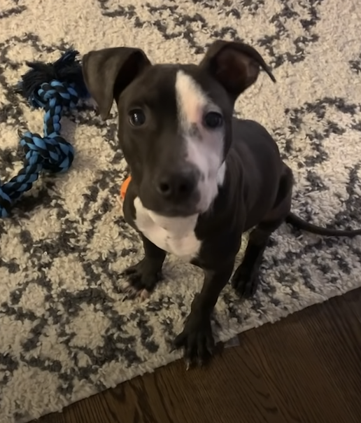 Maverick being affectionate and playful