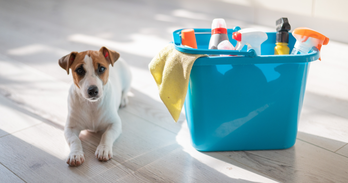 Spring Cleaning for Pet Parents