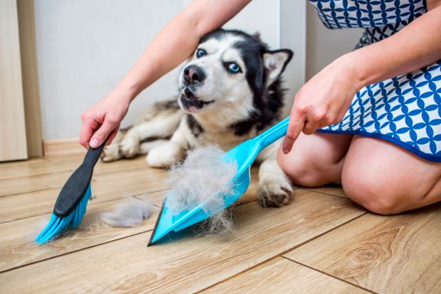 Sweeping up dog fur