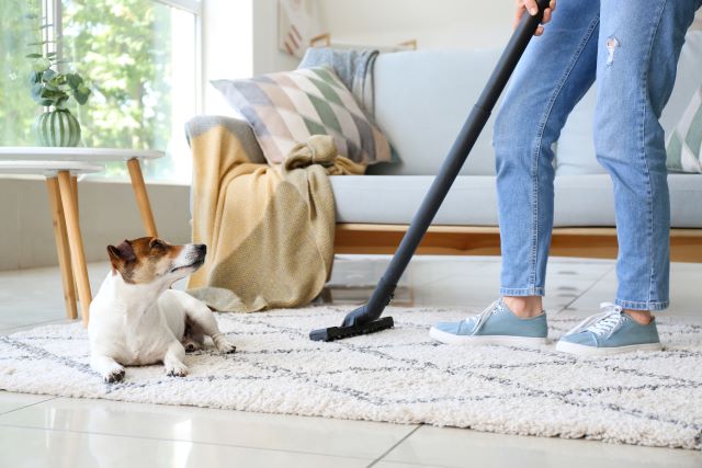 Vacuuming near dog