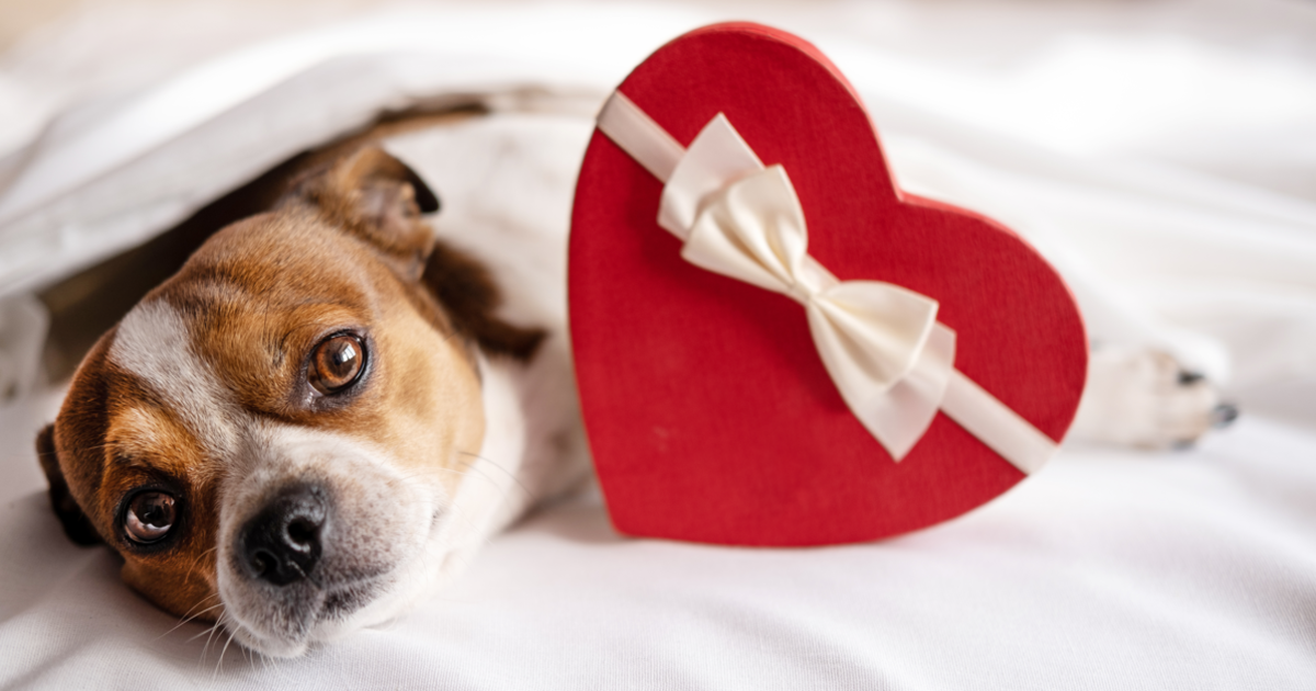 Valentine's Day gifts for dog lovers