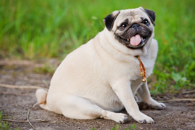 Very overweight Pug
