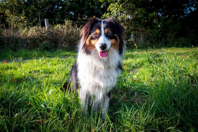 Australian Shepherd