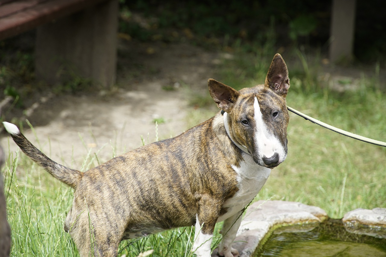 How to Help a Bull Terrier Lose Weight