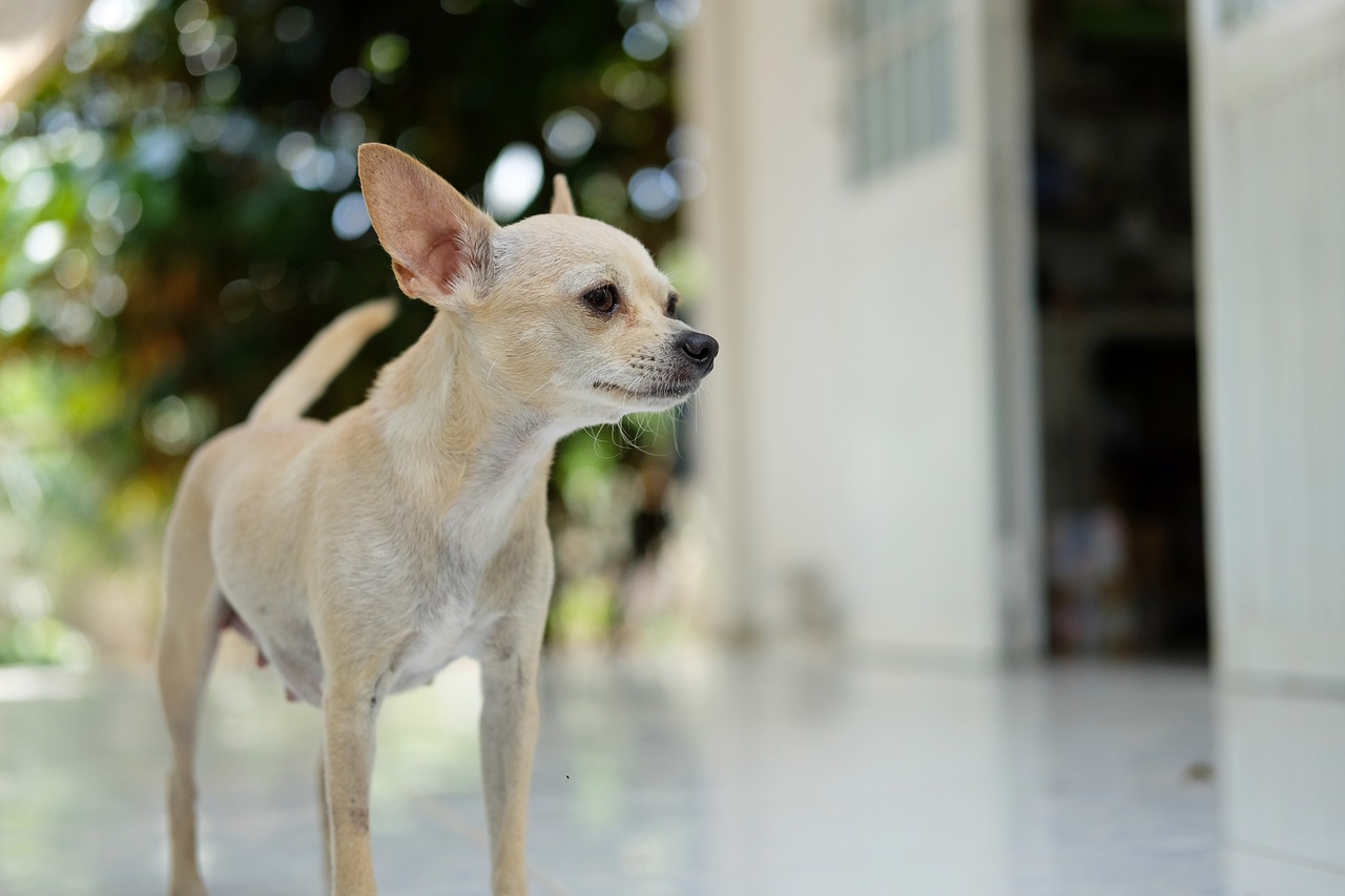 The way to Clear a Chihuahua’s Ears