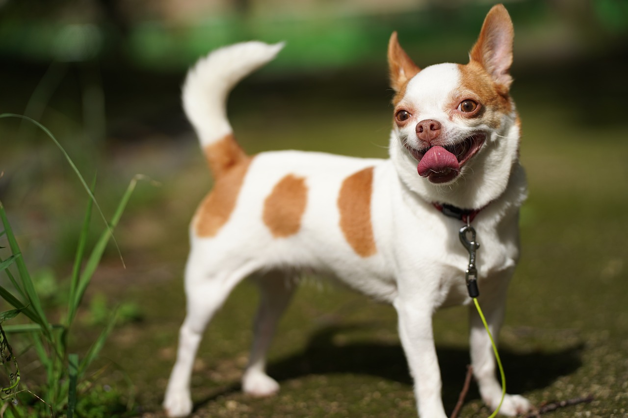 Are Chihuahuas The Worst Dog? – Food for Thought