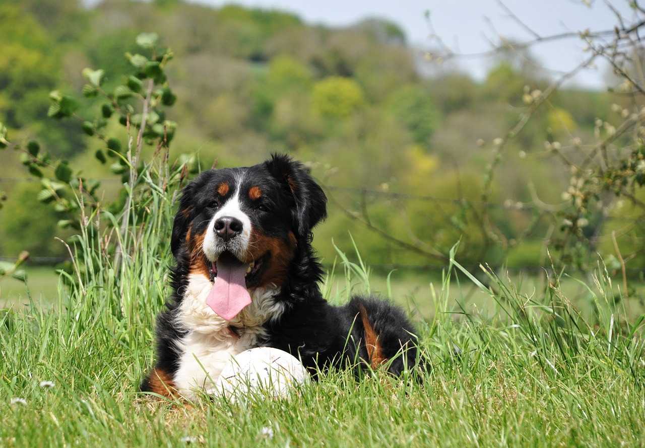 How to Clean a Bernese Mountain Dog’s Ears