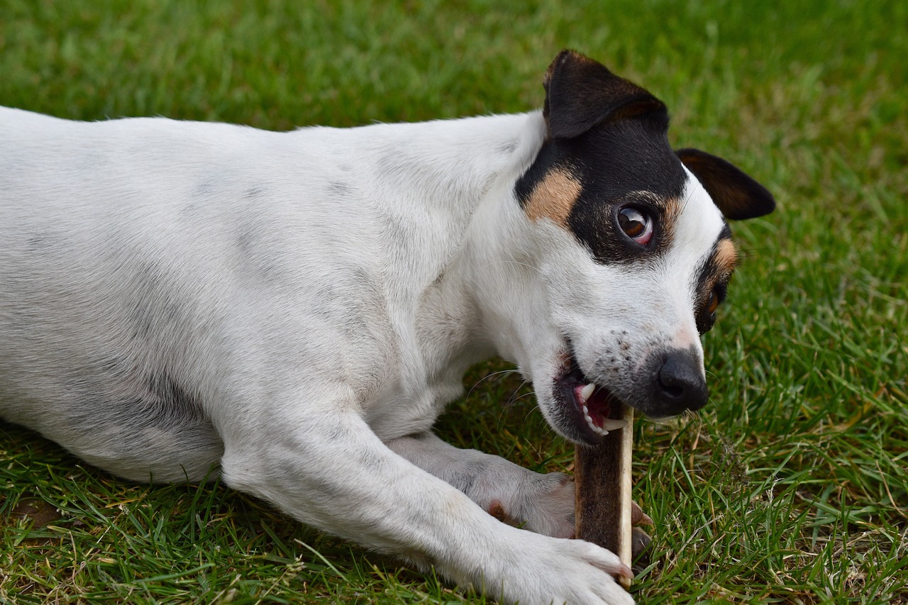 Are Jack Russell’s The Worst Dog? – Food for Thought