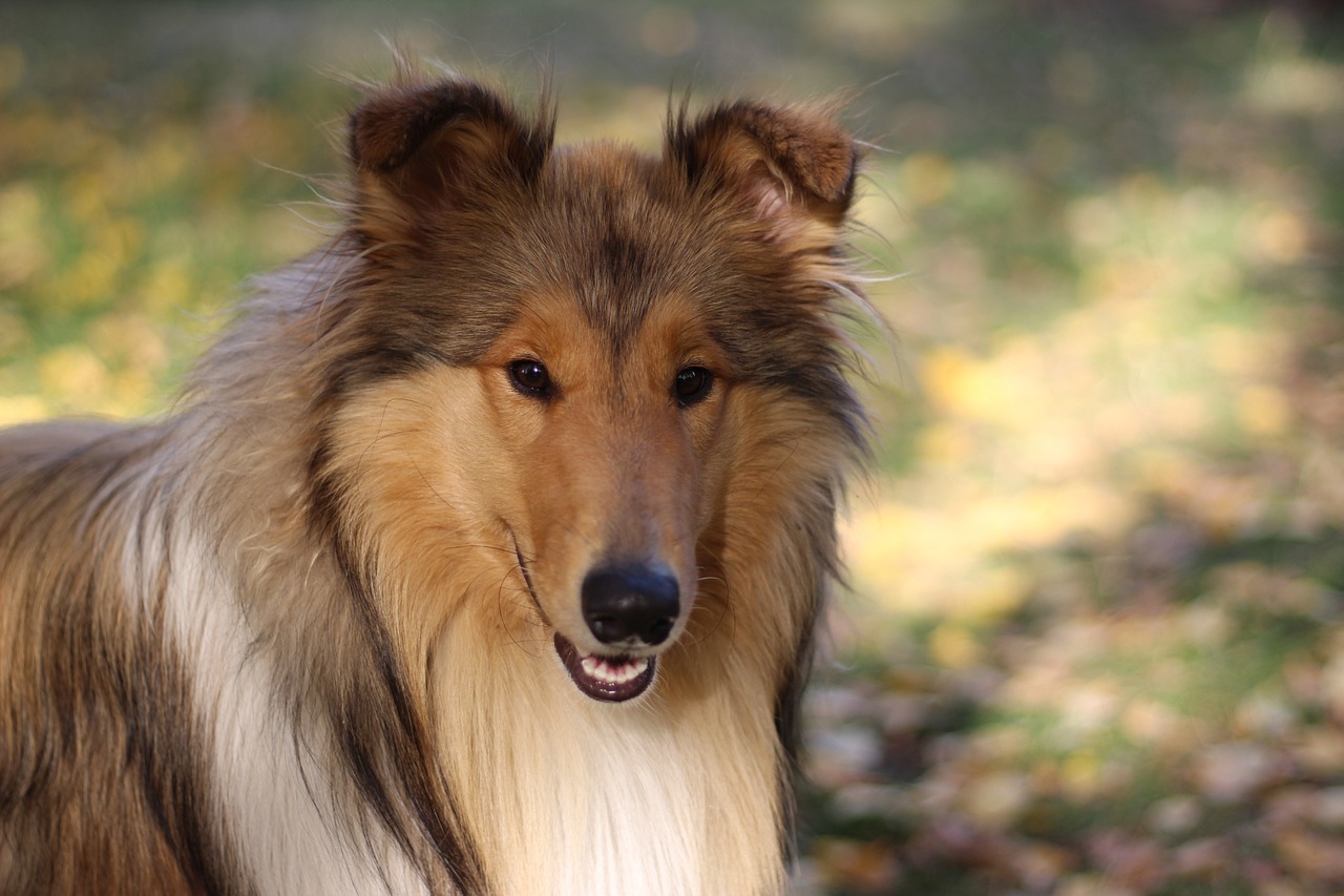 How to Clean a Collie’s Ears