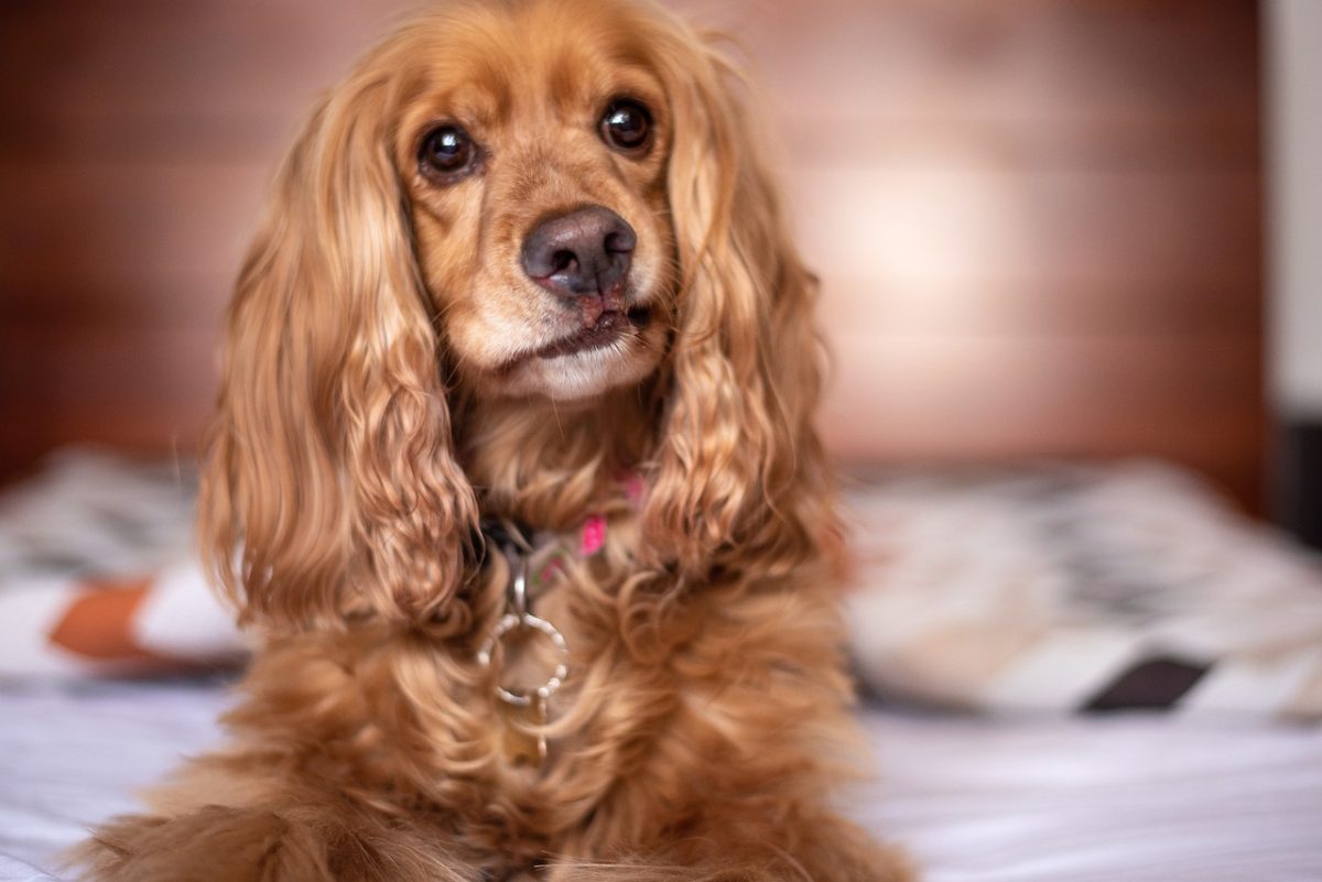 Cocker Spaniel showing soulful eyes during a reluctant bath