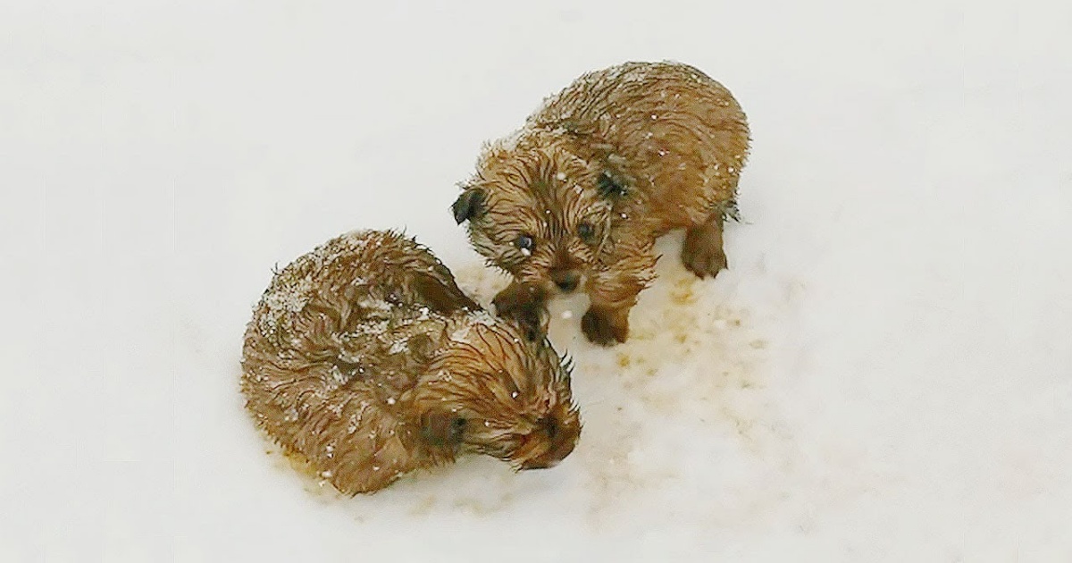 While Walking In -20 Degrees, Dad And Son Come Across Shivering Puppies thumbnail