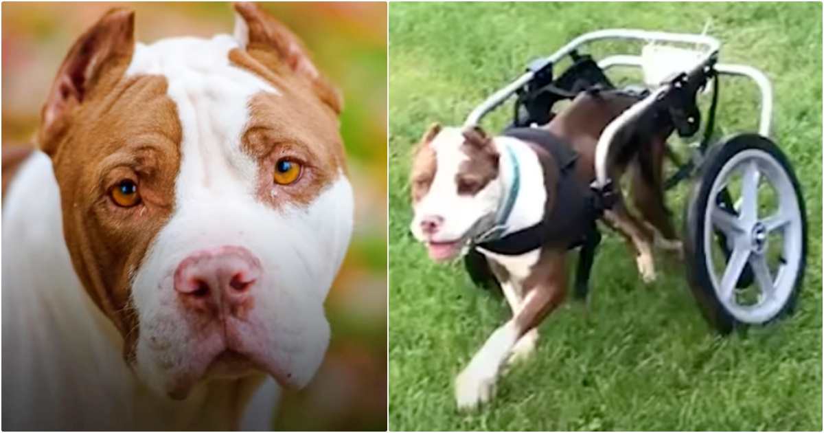 Paralyzed Dog Crashes His Wheelchair So He Can Free Himself