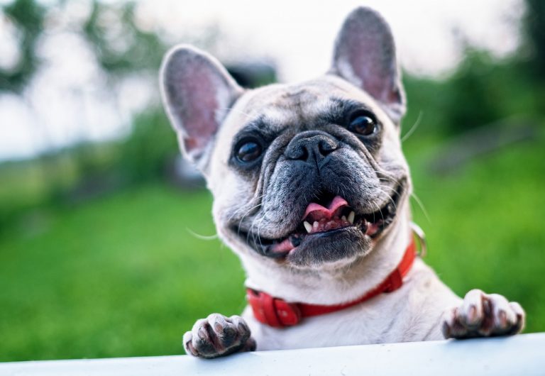 10-dog-breeds-with-quirky-and-comical-personalities