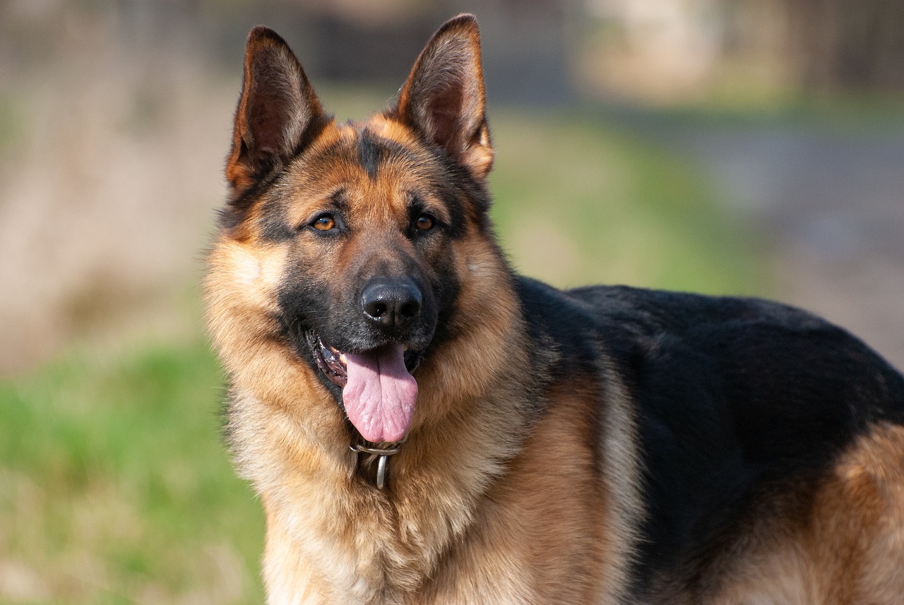 Homemade ear cleaner 2024 for german shepherds