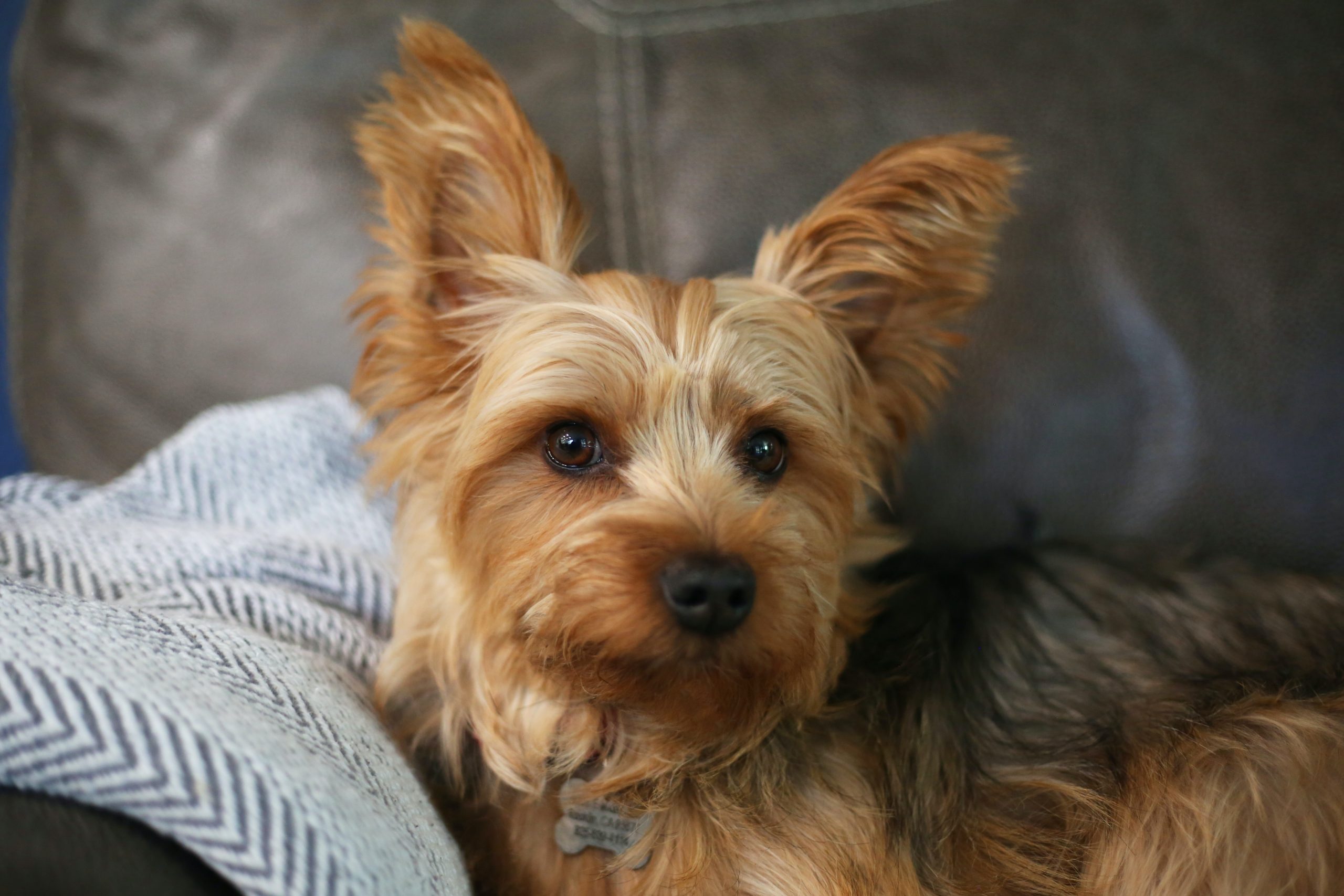 How to Clean a Yorkie's Ears