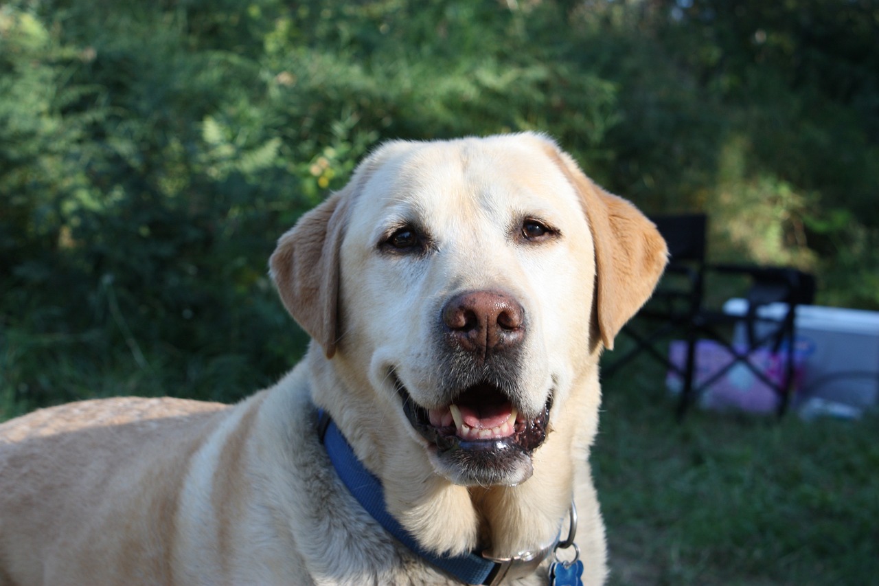 Can Labs Eat Blueberries?