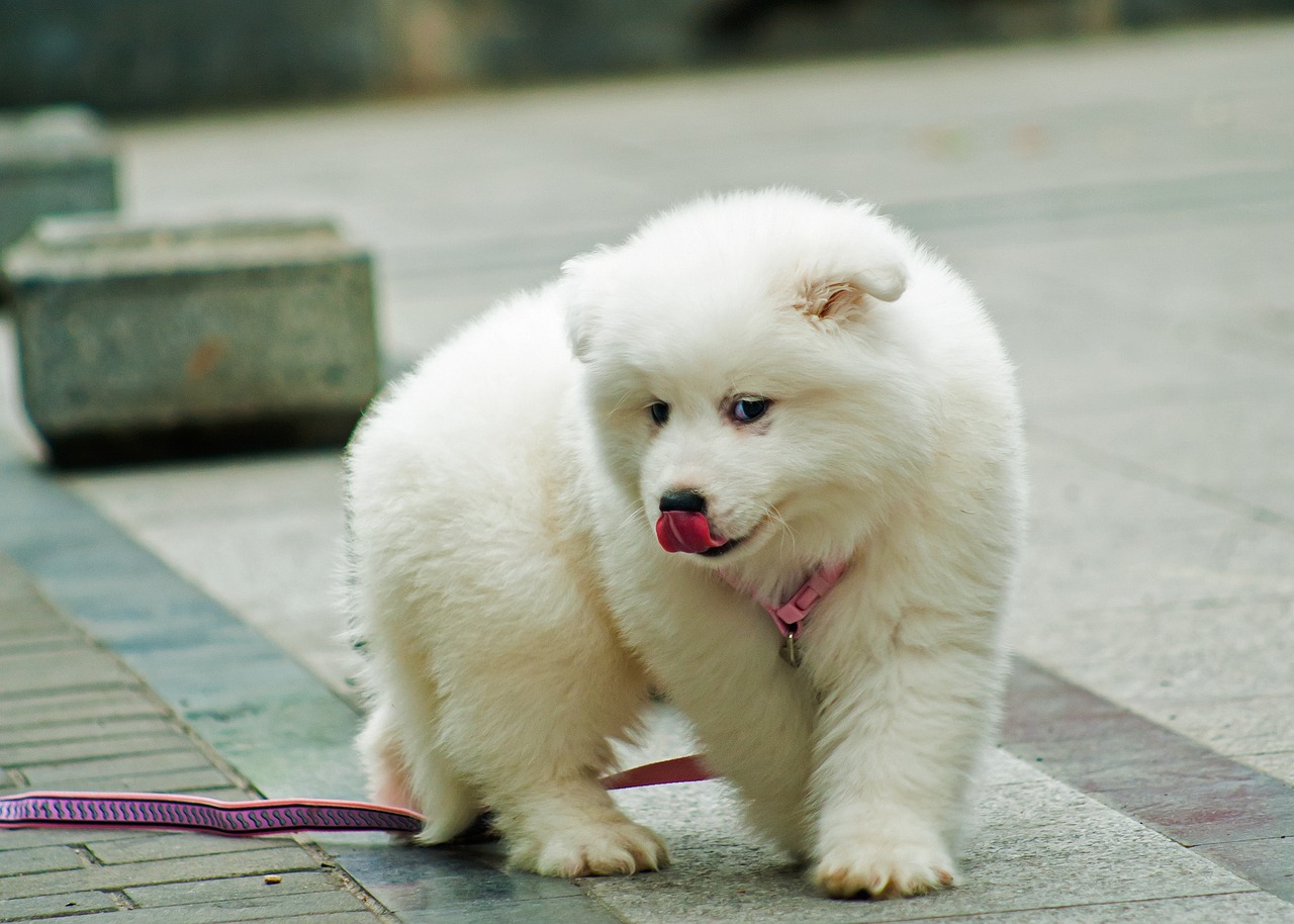 7 Dog Breeds Whose Innocent Expressions Can Melt the Coldest Hearts