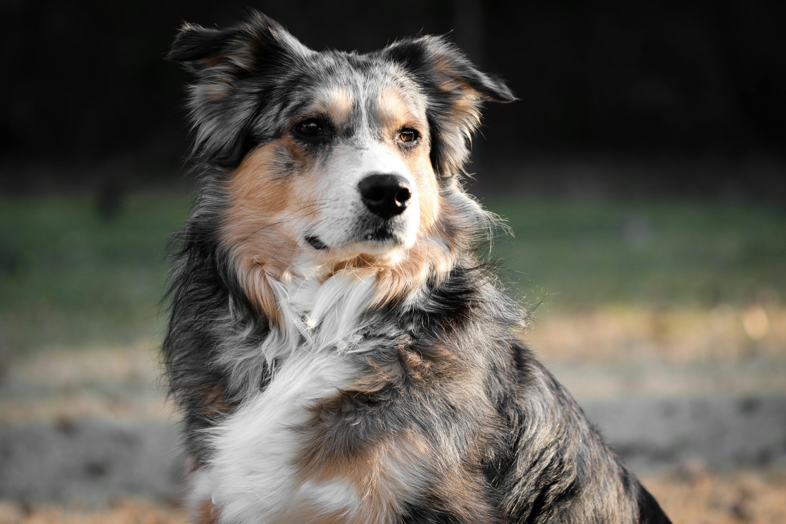 Fat fashion australian shepherd dog